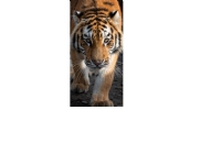 Tiger Badehåndklæde - 100 procent bomuld