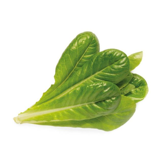 Click and Grow Smart Garden Refill 3 stk. Planter: Romaine Salat
