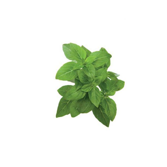 Click and Grow Smart Garden Refill 3 stk. Planter: Dværg basilikum