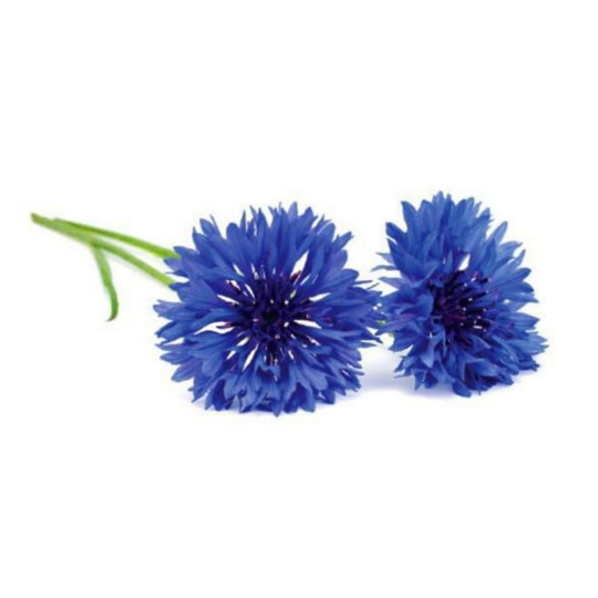 Click and Grow Smart Garden Refill 3-pack - Flowers Plant: Cornflower