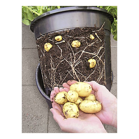 Pindstrup kartoffelpot