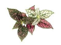 Click & Grow SGR48x3, Prydplante, Genopfyldning, Hurtig producent (3-5 uger), 7 dage, 3 måned(er), 18 - 30 °C