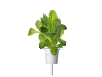 Click & Grow SGR50x3, Spiselig plante, Salat, Genopfyldning, Hurtig producent (3-5 uger), 2- 14 dage, 18 - 24 måned(er)