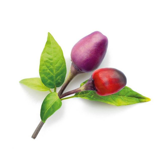 Click and Grow Smart Garden Refill 3-pack Plant: Purple Chili