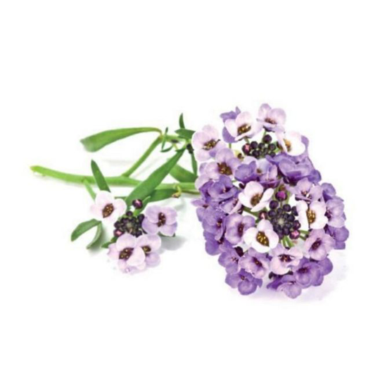 Click and Grow Smart Garden Refill 3-pack - Flowers Plant: Sweet Alyssum
